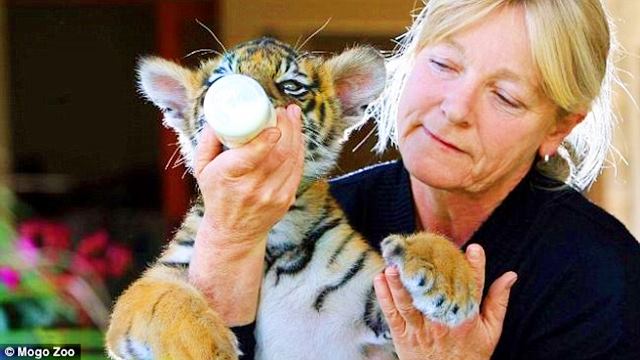 The German Shepherd and the tiger who have been besties since birth