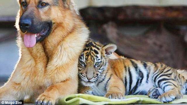 The German Shepherd and the tiger who have been besties since birth