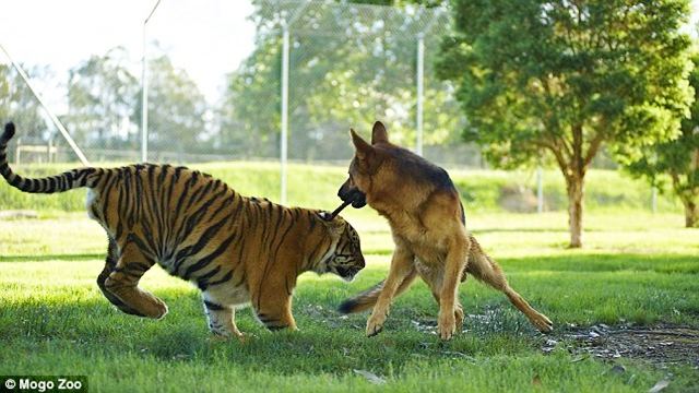 The German Shepherd and the tiger who have been besties since birth