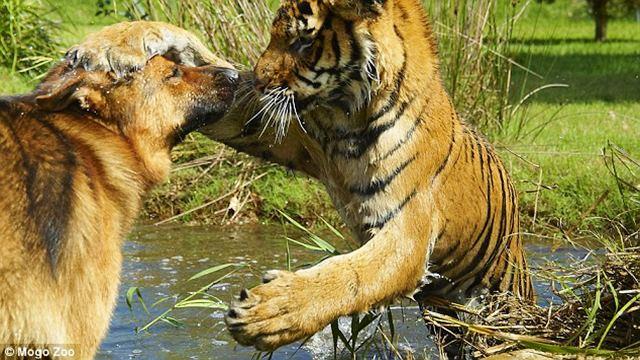 The German Shepherd and the tiger who have been besties since birth