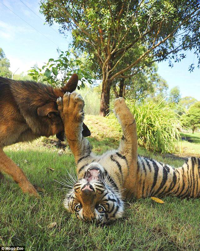 The German Shepherd and the tiger who have been besties since birth