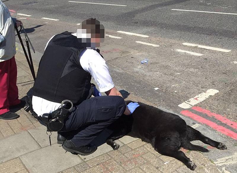 Woman caught on camera appearing to drag dead dog on lead along street