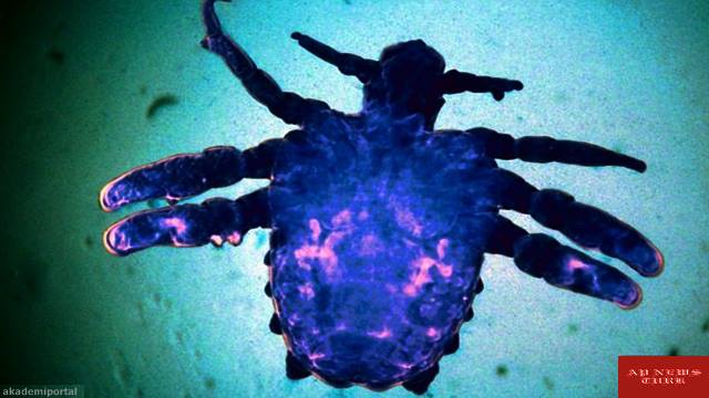 The itchy truth about Tinder: WHAT ARE PUBIC LICE? 