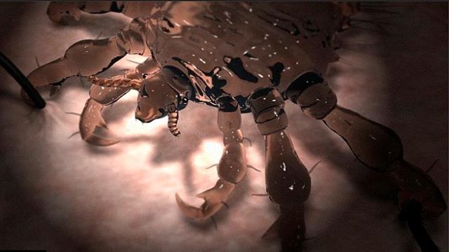 The itchy truth about Tinder: WHAT ARE PUBIC LICE? 