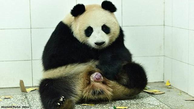 Giant panda Xidou gives birth to the 'world's heaviest twin cubs' in China