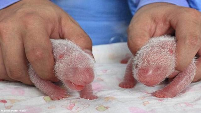 Giant panda Xidou gives birth to the 'world's heaviest twin cubs' in China