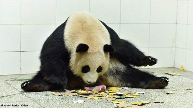 Giant panda Xidou gives birth to the 'world's heaviest twin cubs' in China