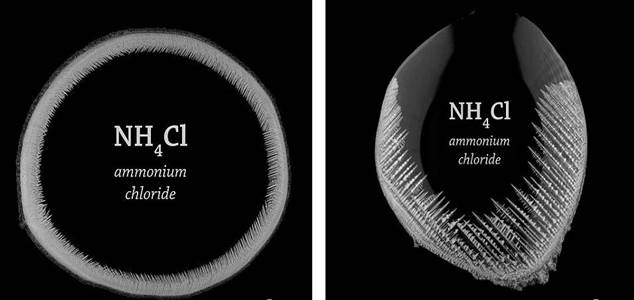 Science: Macro-timelapse footage captures the process in stunning detail