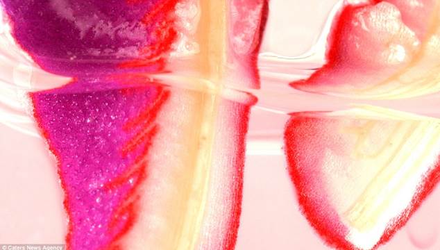 Science: Macro-timelapse footage captures the process in stunning detail