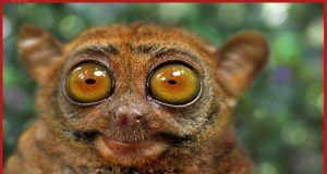 A study has revealed the carnivorous primates are our distant relatives