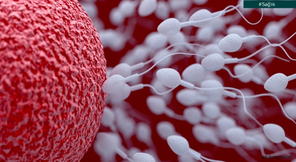 Tüp bebek tedavisinde "en iyi koşan sperm" Sonucu