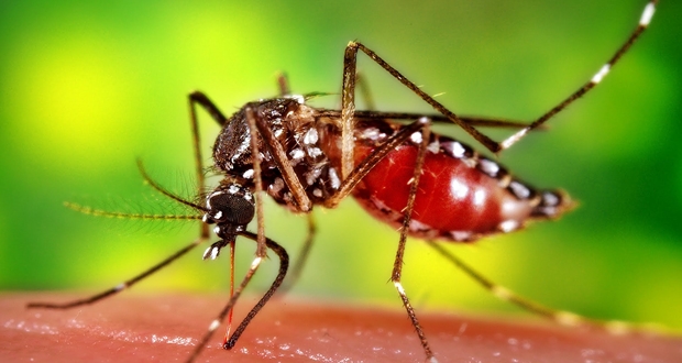 Kan emiciler 'kentli kanını' tercih ediyor