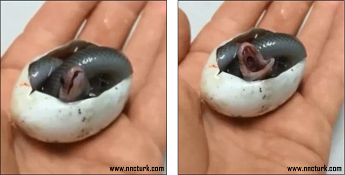 A special moment as a king brown snake takes its first breaths Beware those tiny fangs!