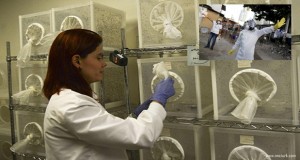 Zika virüsü: 'Virüs Dünya Üzerinde Büyük Bir Salgına Dönüşebilir'