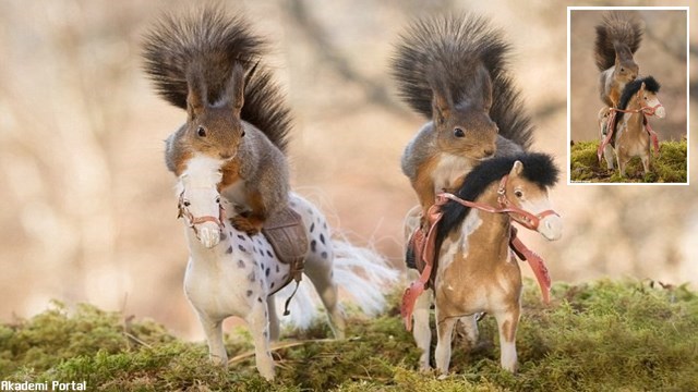 The squirrels love horsing Cheeky rodents love playing toy animals The squirrels love horsing Cheeky rodents love playing toy animals