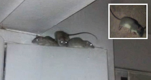 "Woman in Houston rat-infested apartment asks for help"