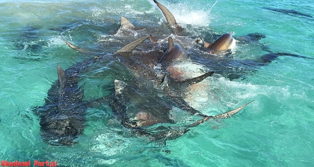 Incredible drone footage as 70 huge tiger sharks tear apart a dead whale in crystal clear water off the Australian coast Incredible drone footage as 70 huge tiger sharks tear apart a dead whale in crystal clear water off the Australian coast