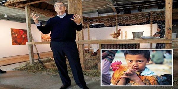 Microsoft billionaire Bill Gates says poor people should raise chickens if they want to improve their lives