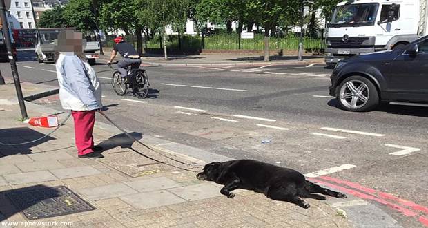 Woman caught on camera appearing to drag dead dog on lead along street