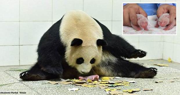Giant panda Xidou gives birth to the 'world's heaviest twin cubs' in China