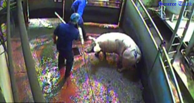 Shocking report reveals 4,000 severe breaches of animal safety rules at slaughterhouses in just two years