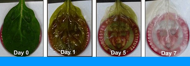 Science: Scientists make functional heart-like tissue out of spinach leaves