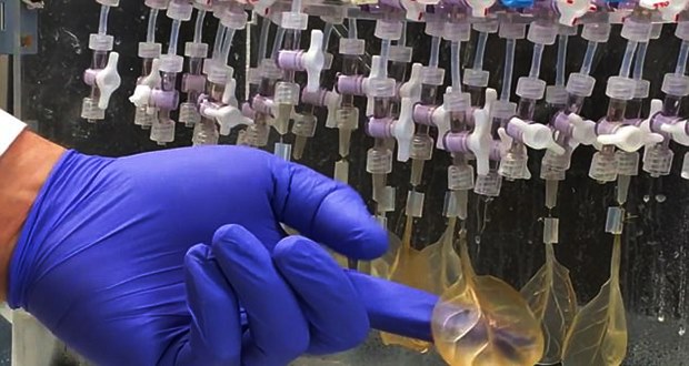 Science: Scientists make functional heart-like tissue out of spinach leaves