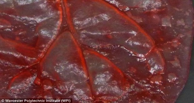 Science: Scientists make functional heart-like tissue out of spinach leaves