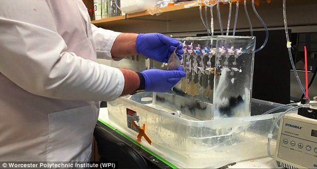 Science: Scientists make functional heart-like tissue out of spinach leaves