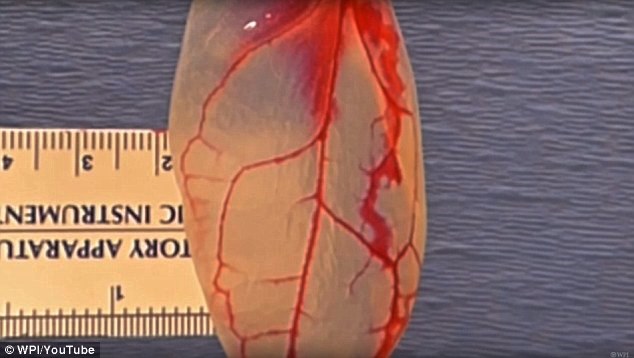 Science: Scientists make functional heart-like tissue out of spinach leaves