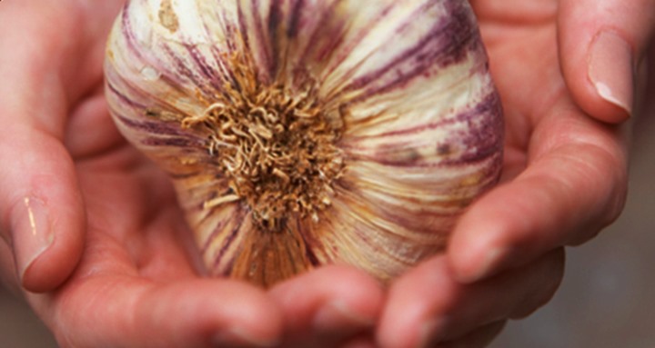 Sarımsak: Sarımsağın Bilinmeyen Faydaları (Derman)