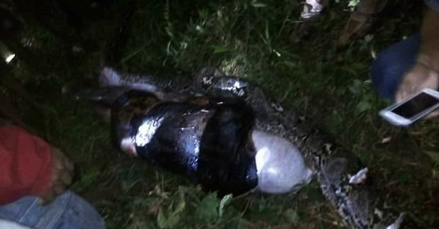 Local used 18-inch hunting knife to slice open the snake and found Akbar inside