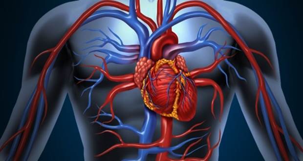 Ayvayı yemek: Artık bunun için 10 önemli nedeniniz var