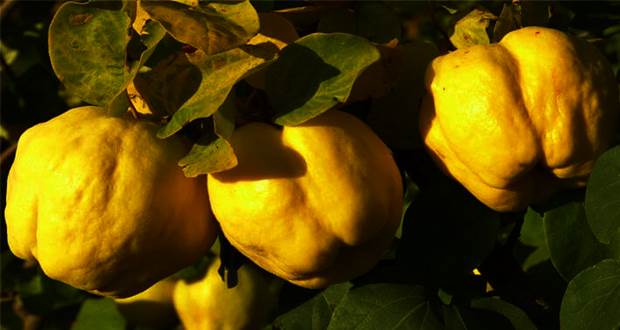 Ayvayı yemek: Artık bunun için 10 önemli nedeniniz var