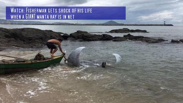 Watch: Fisherman gets shock of his life when a GIANT manta ray is in net