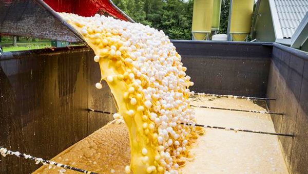 Fipronilli Yumurta Krizi Avrupa'ya Yayılmış Durumda