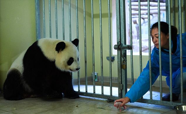 Panda Huan Huan gives birth to twin babies at Beauval Zoo (Video)
