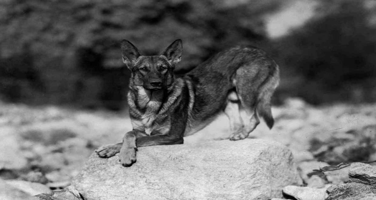 Alman Kurt köpeğinin Oskar'la Nasıl Bir İlgisi Olabilir ki?