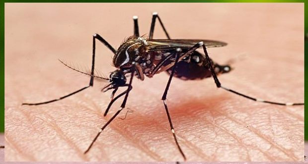 Lab-bred mosquitoes to fly near Miami to help combat Zika-Video Lab-bred mosquitoes to fly near Miami to help combat Zika-Video