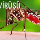Türkiye Zika Virüsünü Tanıyor mu? Zika'nın Türkiye'ye yolculuğu