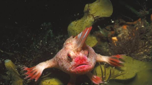 Incredible footage shows Red Handfish using hand walk Video Incredible footage shows Red Handfish using hand walk Video