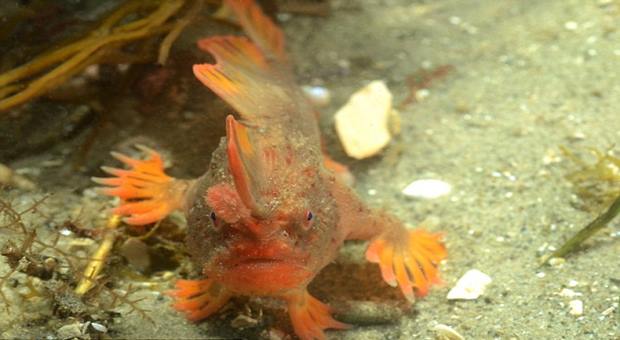 Incredible footage shows Red Handfish using hand walk Video Incredible footage shows Red Handfish using hand walk Video