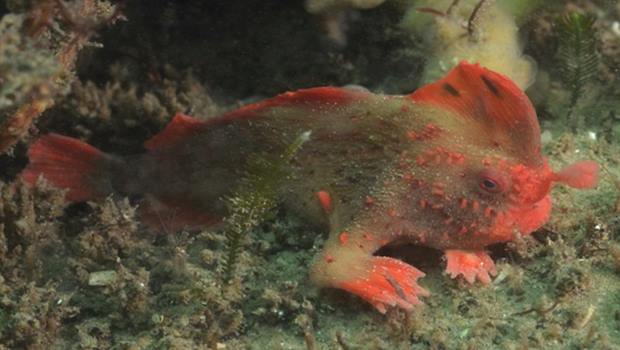 Incredible footage shows Red Handfish using hand walk Video Incredible footage shows Red Handfish using hand walk Video