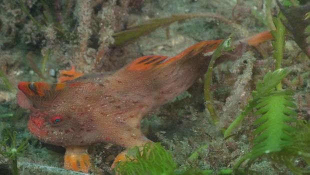 Incredible footage shows Red Handfish using hand walk Video Incredible footage shows Red Handfish using hand walk Video