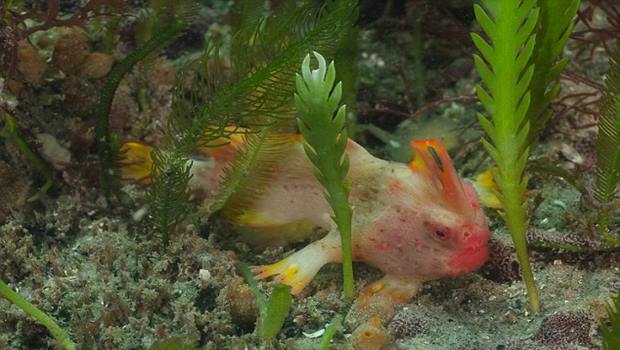 Incredible footage shows Red Handfish using hand walk Video Incredible footage shows Red Handfish using hand walk Video