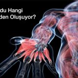 İnsan Vücudu Hangi Elementlerden Oluşuyor? Ölen hücreler ne oluyor?