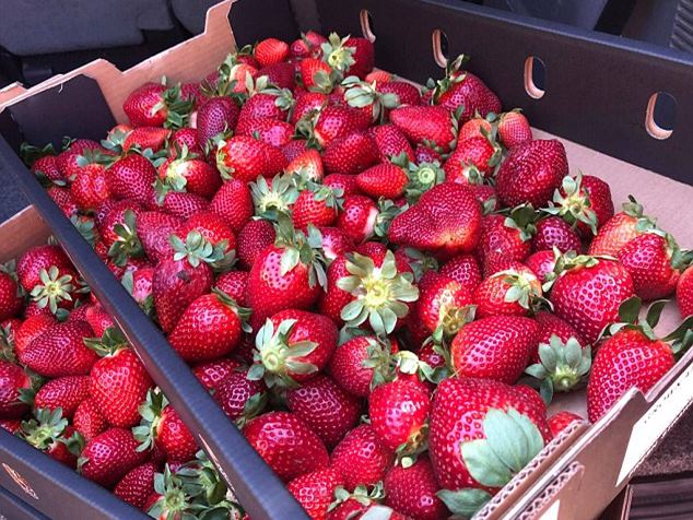 The picture that shows why the strawberry terrorists won't win