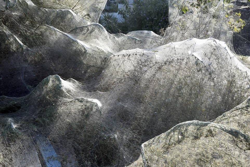 Yunanistan'ın Aitoliko kasabasında 300 metrelik örümcek ağı 
