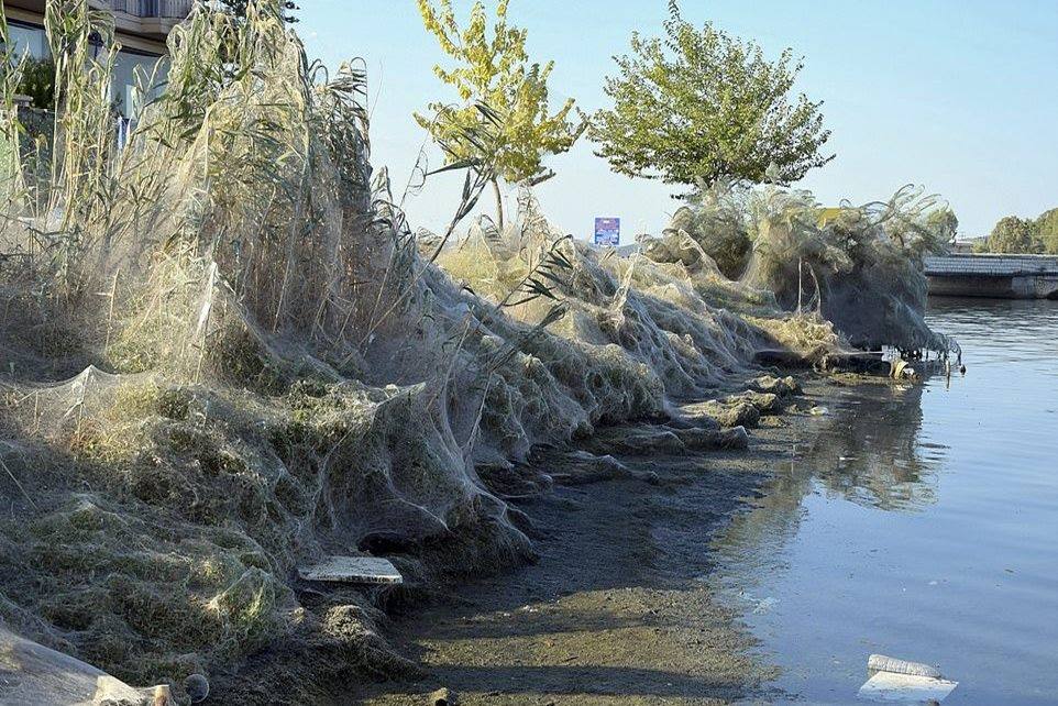 Yunanistan'ın Aitoliko kasabasında 300 metrelik örümcek ağı 