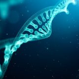 DNA Eşlenmesi: Hücrelerin bölünmesi rastgele gerçekleşen bir olay değildir